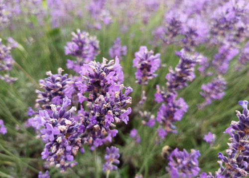 Lavendel