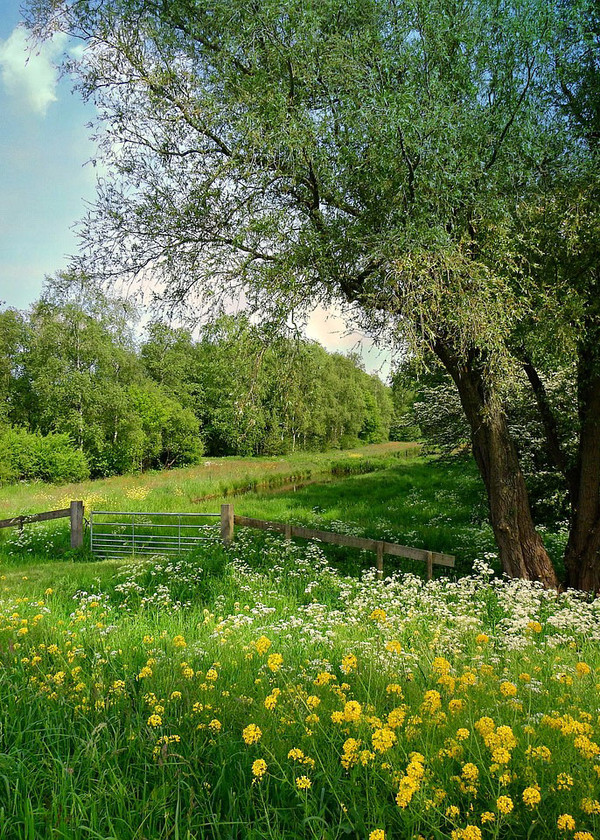 Graslandschaft