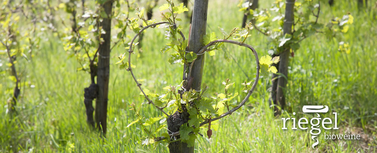 Header Riegel Biowein Herzrebe