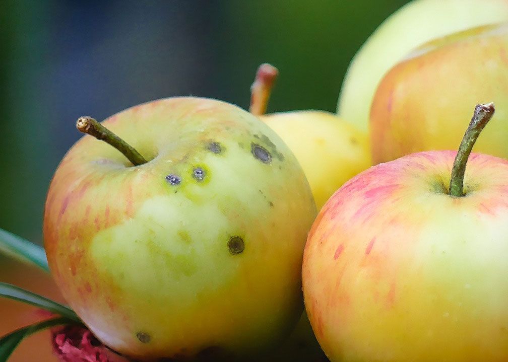 Schalenfehler beim Obst