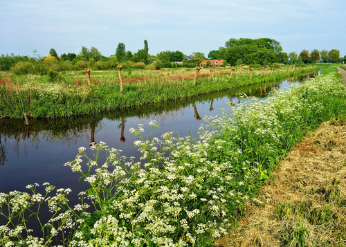 grüner Kanal Holland