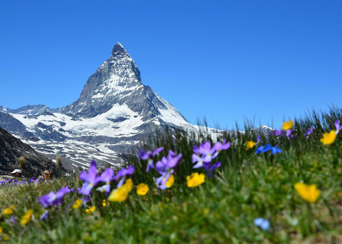 Schweiz Bergwiese