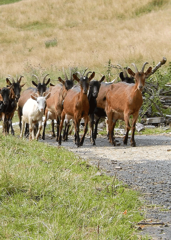 Ziegenherde Auvergne