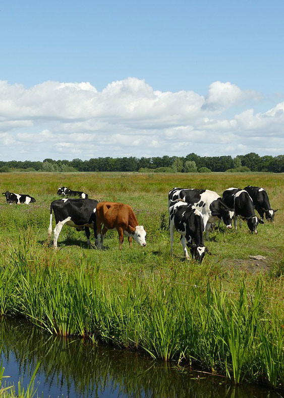 Niederlande Kühe grasen