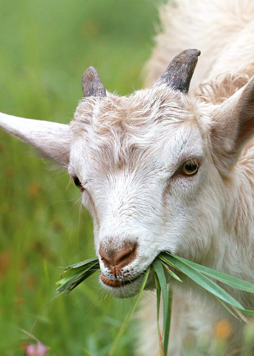 Ziege mit Gras in schnauze