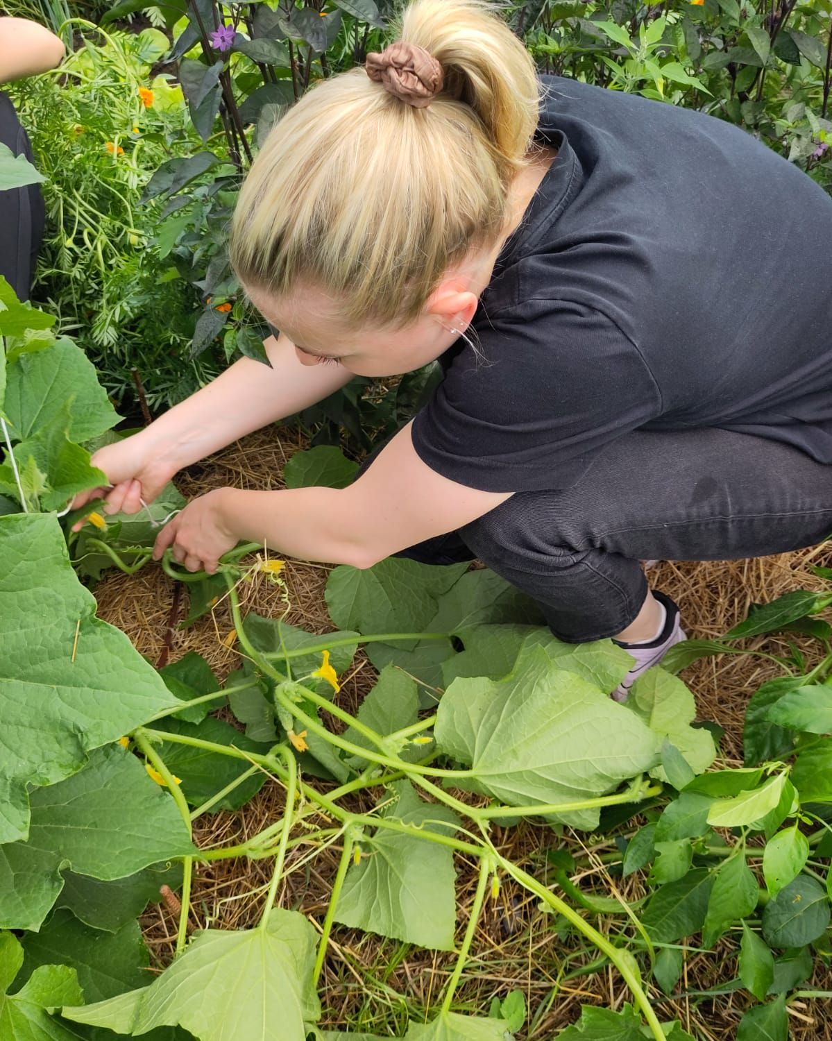 Gurkenernte, Heuerhof, Alina, Ausbildung