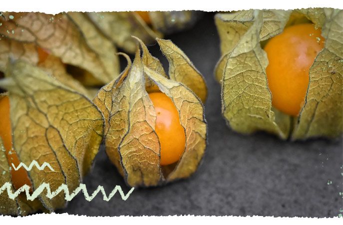 Physalis Beeren